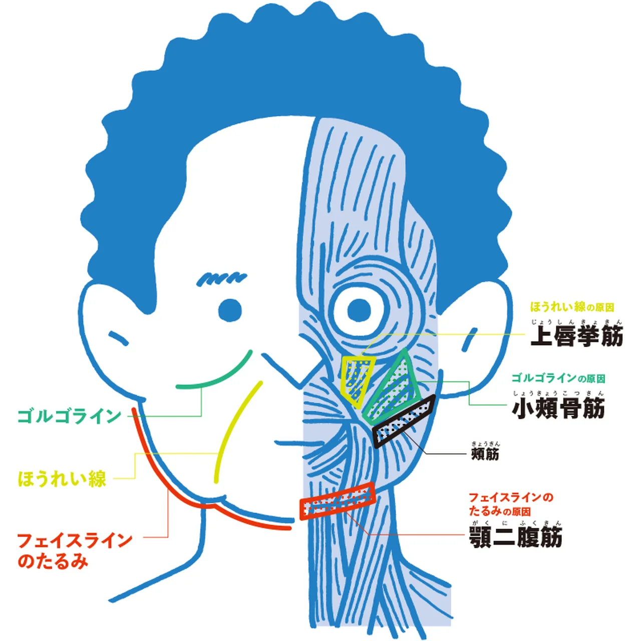 目の下のタルミ取りでお顔全体の印象を変える （４０代、５０代男性の症例） （画像あり）