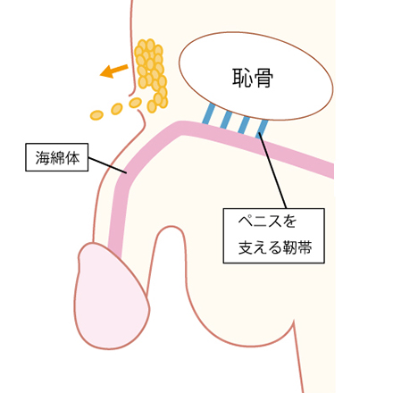 ペニス平均について | 医師に聞けるQ&Aサイト