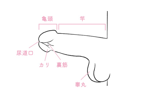 フェラ調教とは？パートナーのフェラチオを上達させるコツを伝授！｜風じゃマガジン