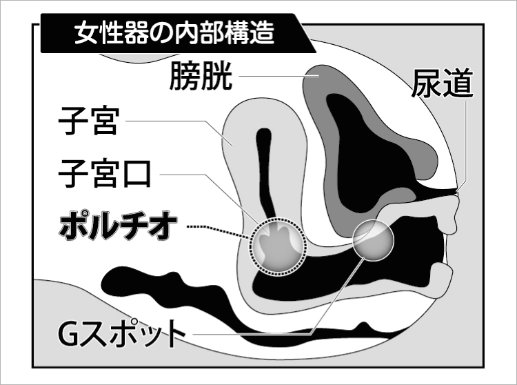 ポルチオとは？位置や開発方法、ポルチオセックスのやり方- 夜の保健室