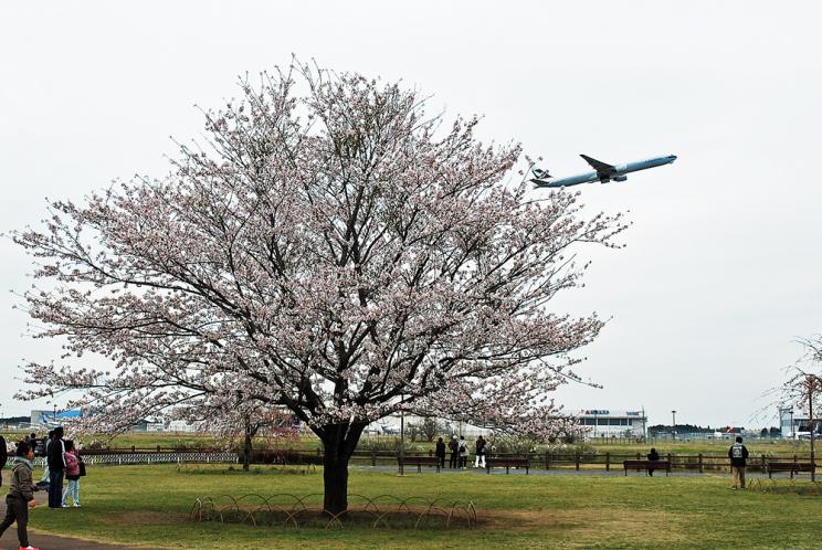 2024年のさくらの山公園 成田のアイデア16選