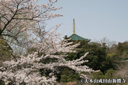 成田空港近くにある「さくらの山公園」で空活！夕方の着陸ラッシュです！#成田空港 #naritaairport #aviation