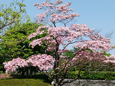 当社管理】メゾン花水木目白Ｔ館 101号室（東京都豊島区） - 積水ハウスの賃貸住宅シャーメゾン