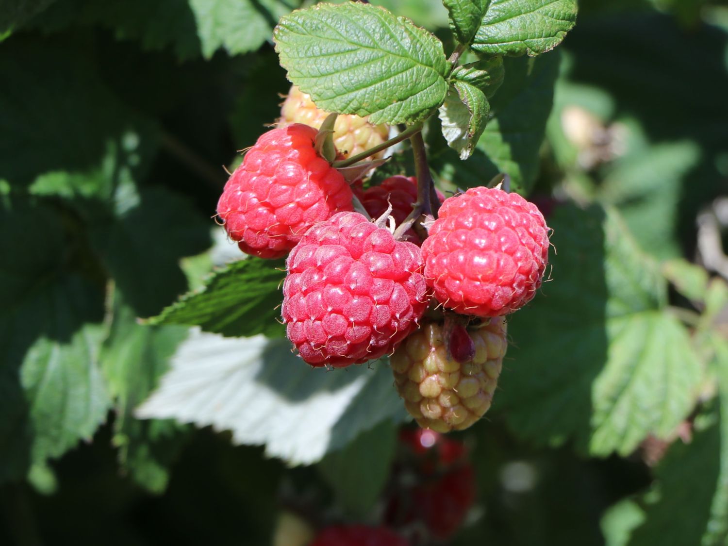 Rubus idaeus 'Aroma