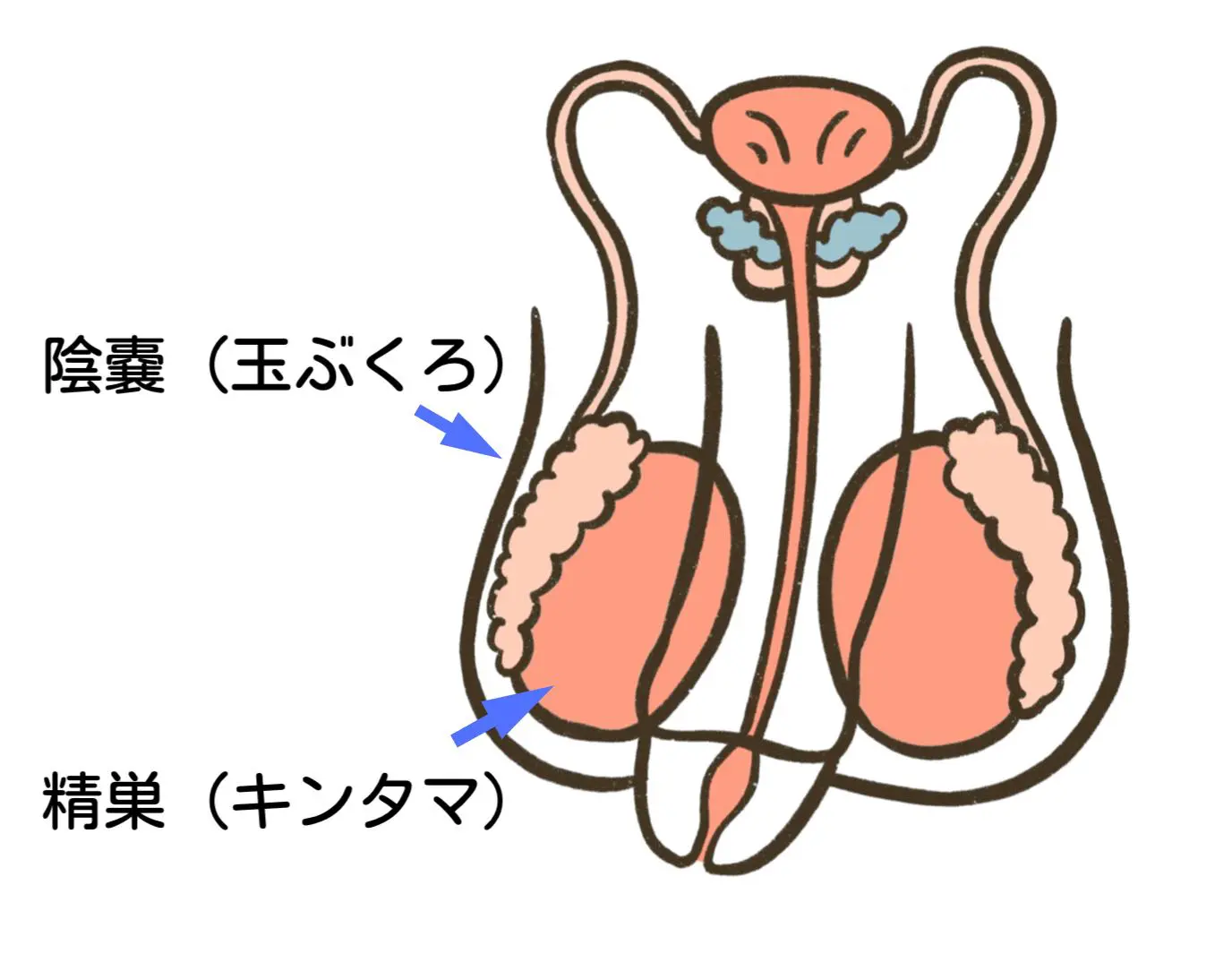 メンズ脱毛 | 静岡中央クリニック