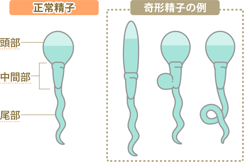 金玉を大きくする方法！平均サイズ・方法・メリットなどを徹底解説 | ザヘルプM