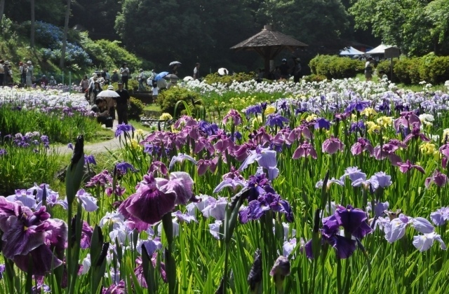 アイリス~IRIS｜岐阜市のリラクゼーション:eタウンタウン岐阜県