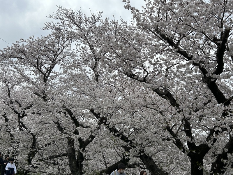 桜満開！知る人ぞ知る花見スポット | 富山県高岡市のお風呂・サウナ・ホテル・宿泊・プール・ご宴会・エステ・マッサージ