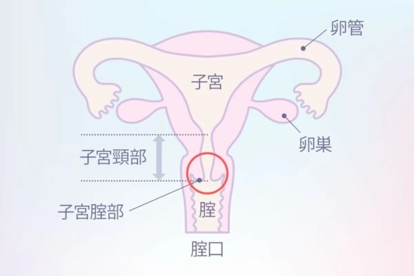 最高の性感帯「ポルチオ」完全版【体内・体外式】 - YouTube