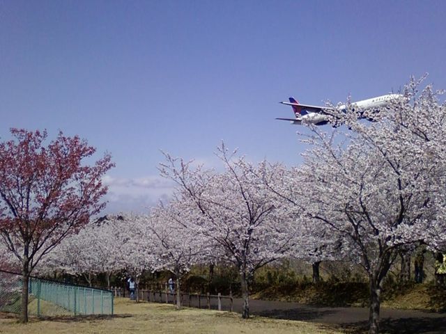 成田市さくらの山公園完全攻略！ - 成田空港を応援したい。