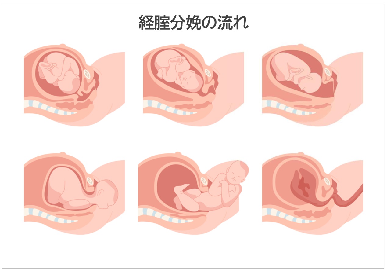 女性器の形や色が変？女性器の構造や悩みの改善方法について | 銀座みゆき通り美容外科の美容コラム ｜美容整形｜東京・中央区・銀座｜大阪・梅田