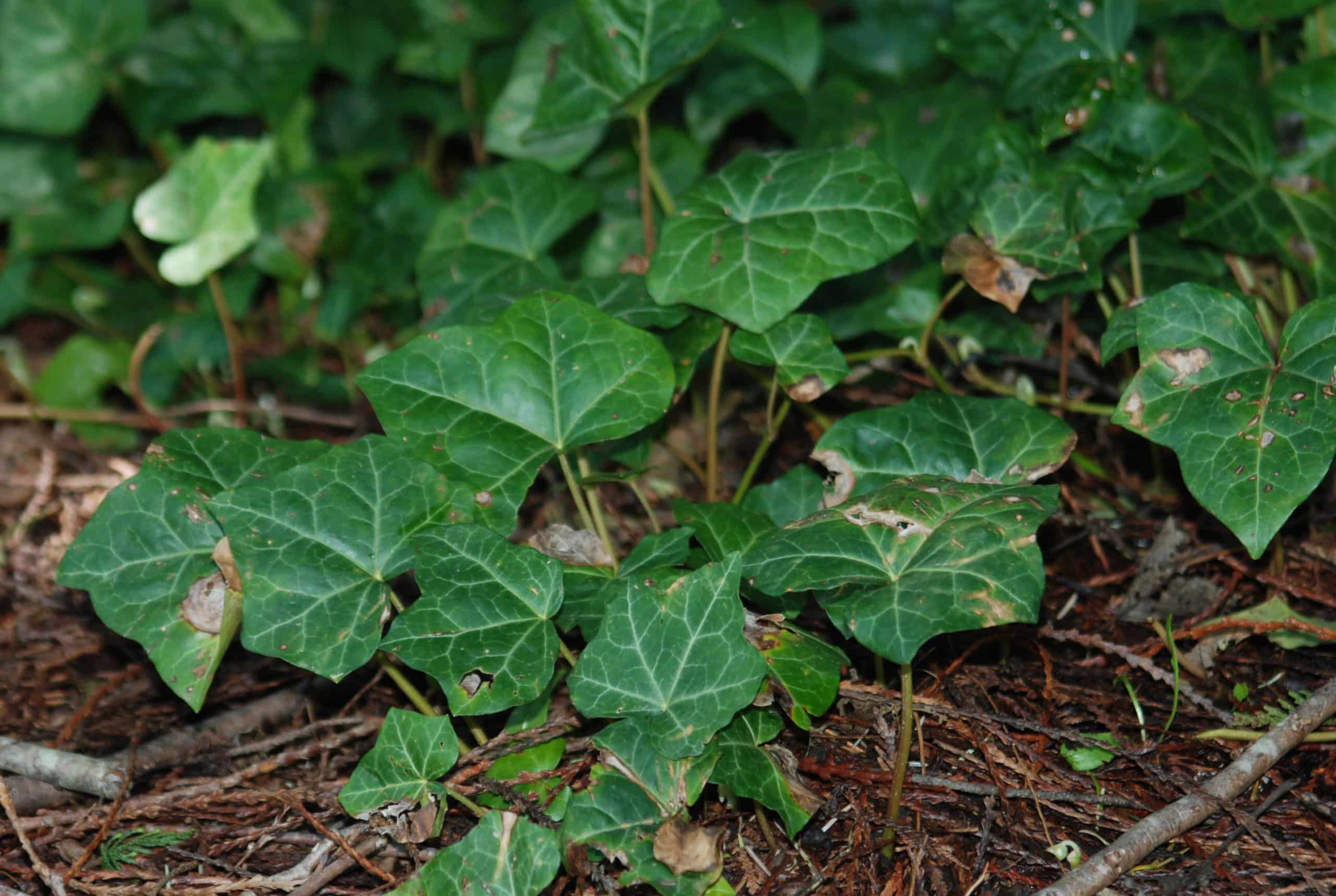 English Ivy – Geoponics