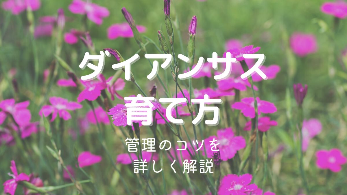 白以外の花増強計画 | 八ヶ岳ゆるふわ日記