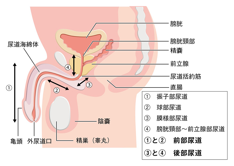 18禁・数量限定本】キチクR18 －尿道責め－ ｜