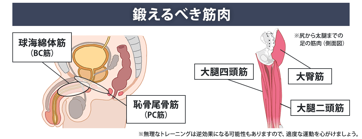 PC筋とは？男性機能UPに効果的なPC筋トレー二ング4選を紹介 | 健康コラム