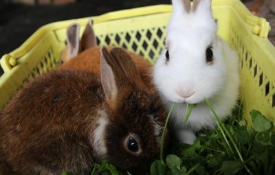 PR】十和田 |「手づくり村 鯉艸郷」趣あふれる花園で自然の魅力と癒やしを体感しよう｜おでCafe