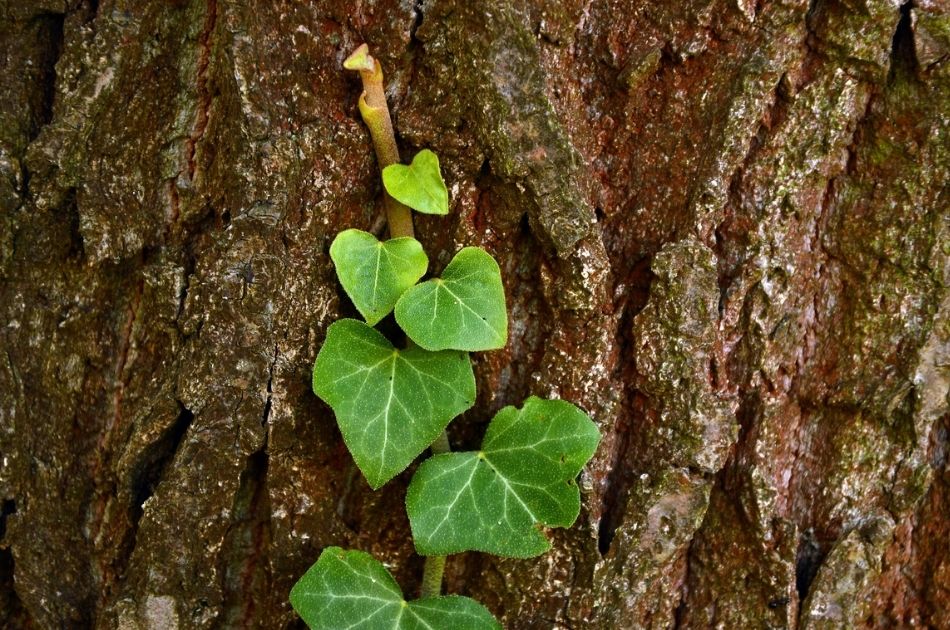 Hedera helix - Wikipedia