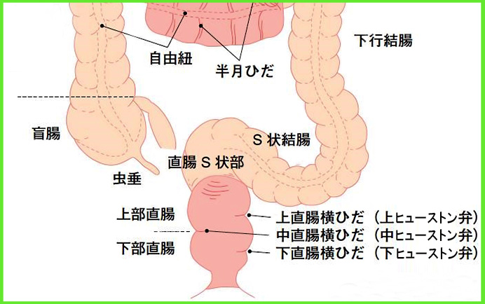 JSCCR | 大腸癌研究会