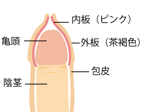 露茎を考察する ～大きさもね編～ | 西新宿杉江中央クリニック