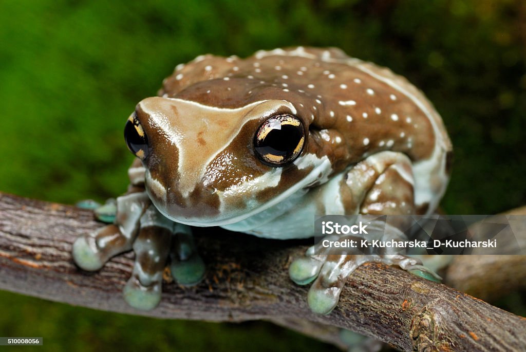 ミルキーフロッグ】毒ガエルの毒ミルク【飼い方】 Amazon milkfrog hunting. -