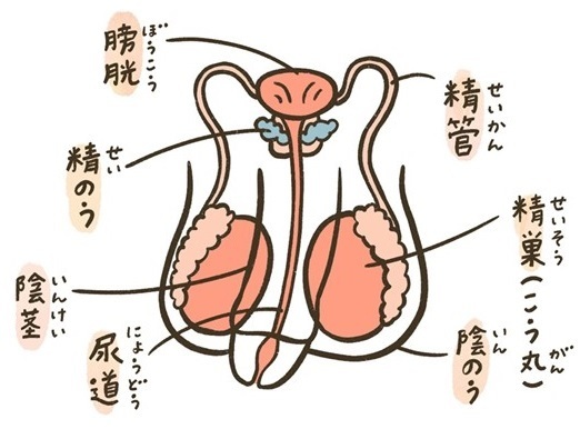 悩ましいPMS（月経前症候群）を放置しない！症状を和らげるセルフケアや薬・漢方薬、受診の目安 | 家庭ではじめる性教育サイト命育