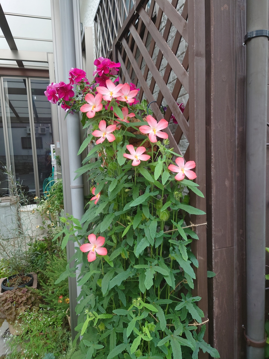 アジアンハイビスカス 種 大きな花