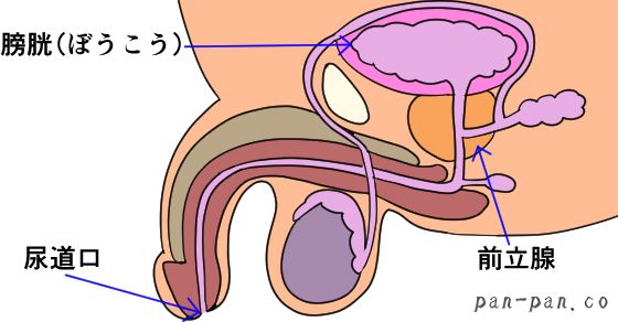 男の潮吹き」の真実 ～被験者が語る潮吹きのやり方～ - TENGAヘルスケア プロダクトサイト