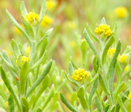 春の薬草・薬木｜日本家庭薬協会