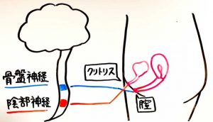 女性器（デリケートゾーン）の悩み・症状について│Mediseek