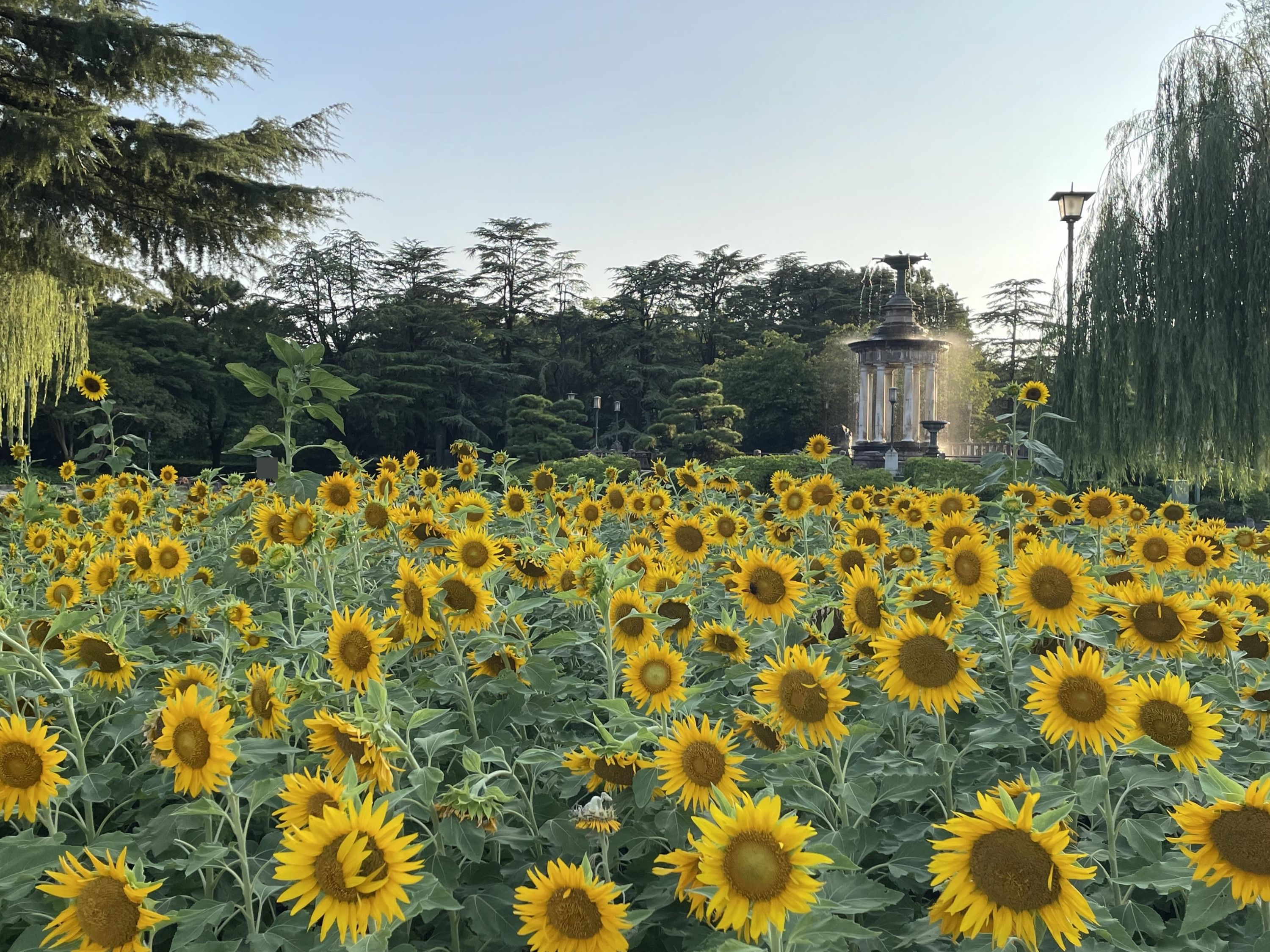 鶴舞公園｜開花情報（ヒマワリ、スイフヨウなど）（8/5）