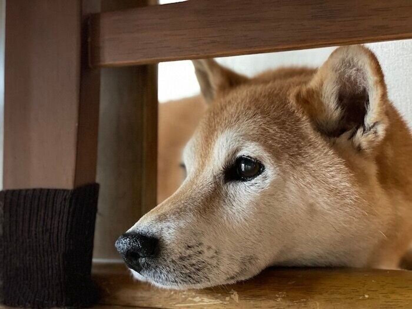 犬の過呼吸とは？原因と対処法、予防のポイントなどを解説【獣医師監修】|ワンクォール