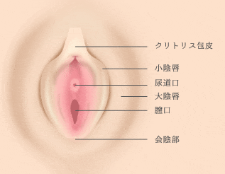 クリトリスリングを使用する目的や使用方法をわかりやすく丁寧に解説｜Cheeek [チーク]