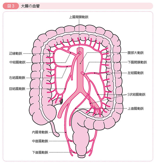 大腸がん】高い生存率を支える薬物療法の進歩 | ファーマスタイル | m3.com