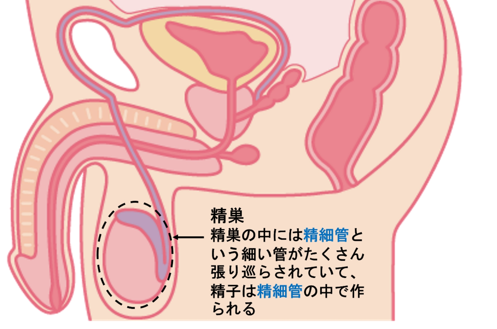 モヤモヤ相談室】「男性のオナニーの正しい仕方が知りたい」NEW!!! – withセイシル