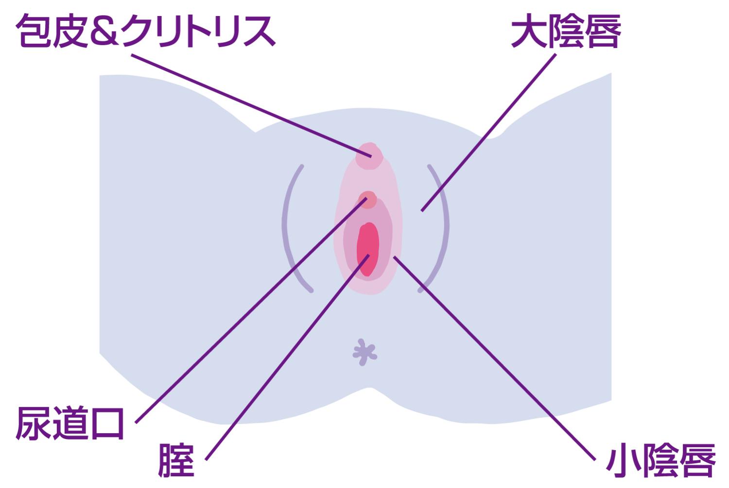 自分のVulvaを初めて見たときの衝撃 | ランドリーボックス