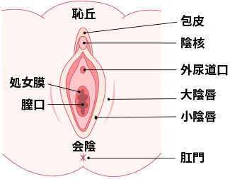 仮性包茎の治し方｜原因から症状、手術の必要性まで徹底解説 - 仮性