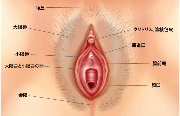 悶絶するほど気持ちいいクンニのやり方！クリトリスの正しい舐め方や手順などを徹底解説！ - sexprogress.com