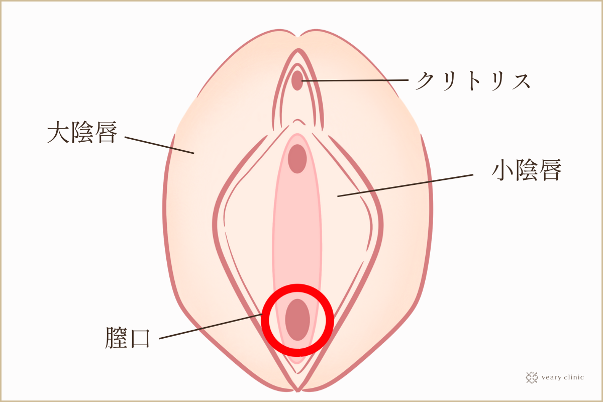 クリトリス勃起とは？勃つ理由とやり方 - 夜の保健室