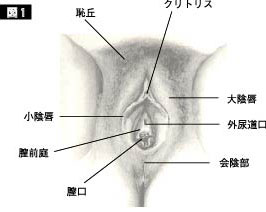 駿河屋 - 【買取】【アウトレット】クリトリスの皮を剥いて豆いぢり（ＡＶ）