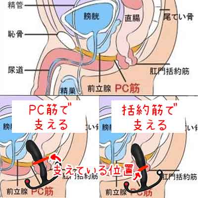 PC筋｜大人のおもちゃ用語辞典