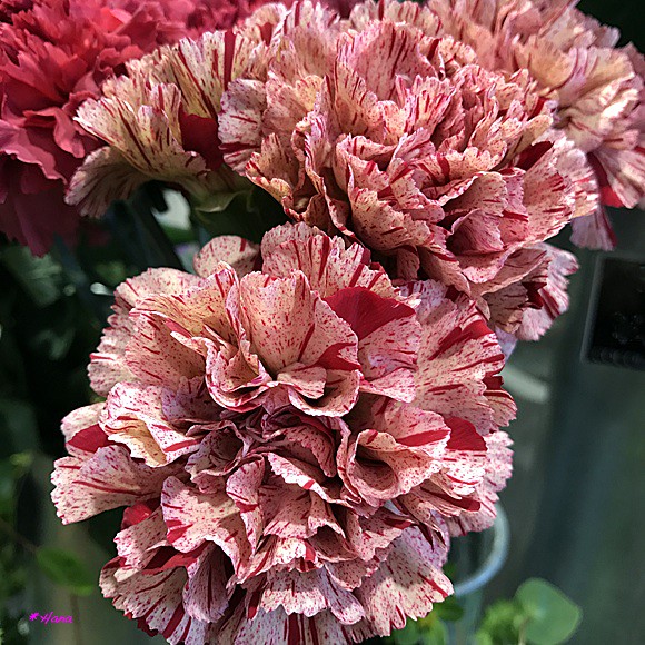 和蘭撫子 / Dianthus caryophyllus