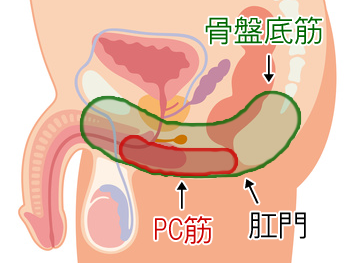 失禁注意！】誰でも出来る！決定版「はじめての」脳イキ！ノーハンドオナニー中級編〜射精感を遥かに超える女性と同様の深いオーガズム〜【PC筋＋催○式】(空心菜館)  - FANZA同人