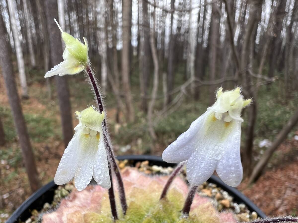 Petrocosmea rosettifolia・ペトロコスメア ロセッティフォリア・セントポーリア・観葉植物・山野草・原種・イワタバコ・洋蘭 -