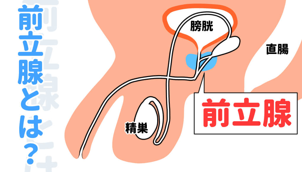 前立腺マッサージからはじまるドライオーガズム―不快感こそ第一歩 | ドライオーガズム研究部