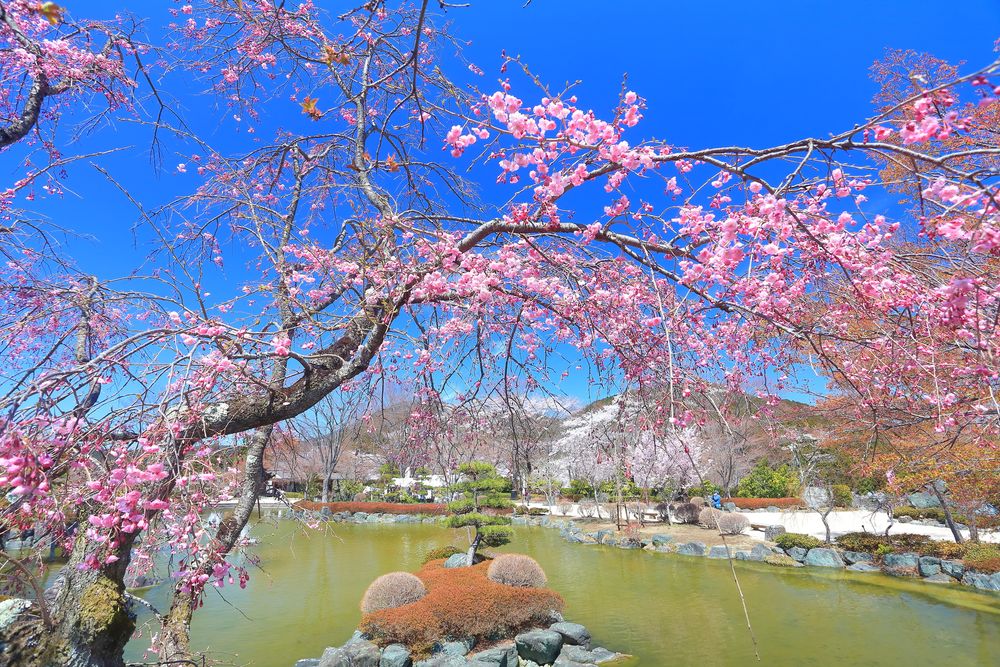 満開の桜と飛行機を同時に楽しむことができます。 - 成田市、さくらの山公園の写真 - トリップアドバイザー