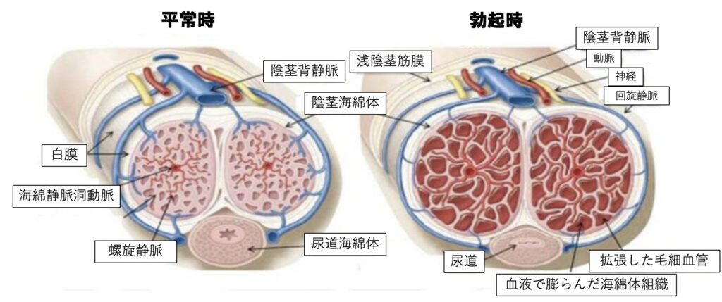 EDチェックリスト付】「朝勃ち」の具合は、深刻な病気のバロメーター!? | ダ・ヴィンチWeb