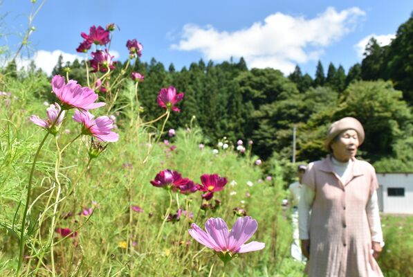 道の駅「明治の森・黒磯」コスモス開花情報(10月19日) || 関東「道の駅」公式ホームページ