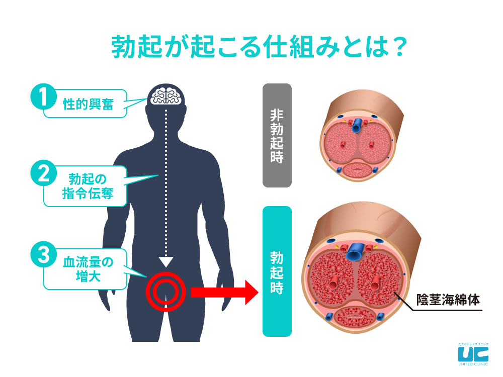 マスターベーションした後に性器が痛む…マスターベーションをやめたほうがいい？｜アスクドクターズトピックス