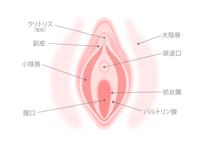 膣内の形状や大きさが気になる | セイシル