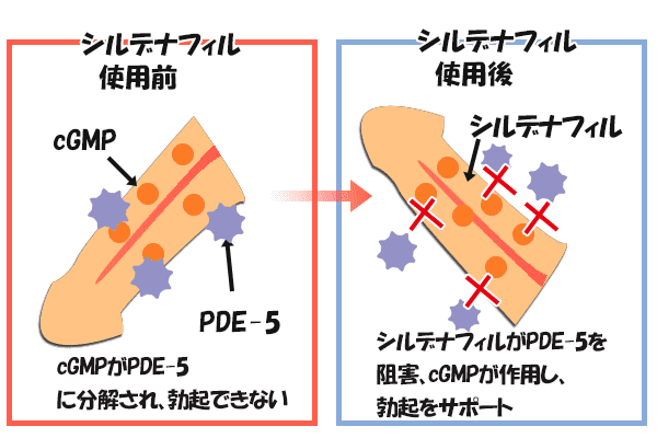 カベルタ（バイアグラジェネリック）の口コミ・レビュー｜オオサカ堂